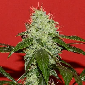 Kikiriki > French Touch Seeds